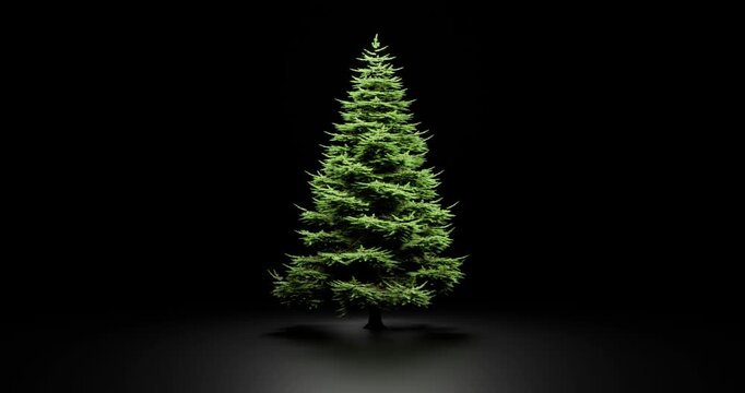 Single green fir tree swaying in wind illuminated by warm light against solid dark background