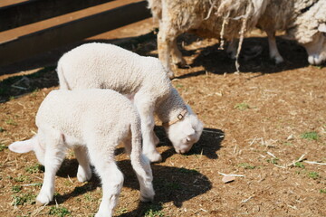 千葉県の春の牧場で日の当たる地面のにおいをかぐ2頭の白い子羊と影 © nfumi