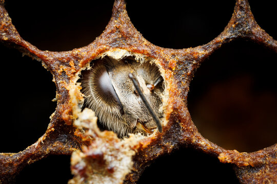 Emerging Honey Bee