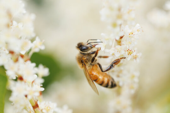 Honey Bee Feeding in White Flowers