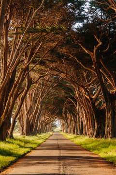 Cypress Canopy Over Country Road