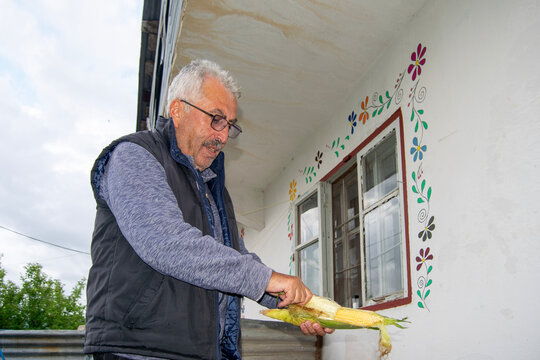 Close Up Portrait Of Senior Man Peeling Corn Husk
