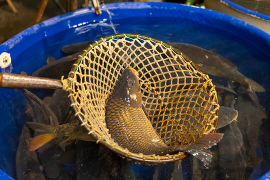 Carp being netted from a blue barrel in Prague