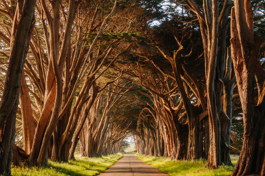 Cypress Tunnel at Point Reyes