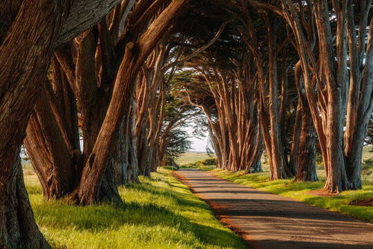 Sunlit Cypress Tree Tunnel