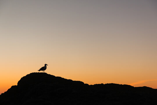 Bird Silhouette At Dusk