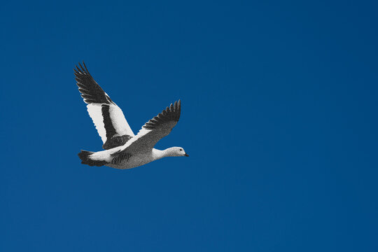 Goose in Flight Against Blue Sky