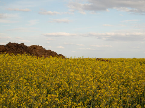 A large field covered in yellow flowers stretches under a blue sky with fluffy clouds. The sun shines brightly over the landscape, creating a vibrant scene