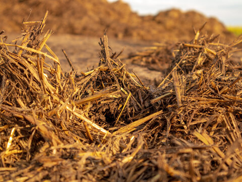 Straw and manure are visible on the ground in a rural area. The scene shows earthy tones typical of farm land. Sunlight highlights the texture of the materials