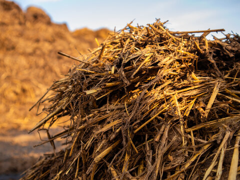 A farmer stacks straw in a rural field during sunset. The sun highlights the textures of the straw as daylight fades. This shows the daily work on the farm