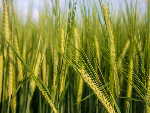Wheat stalks stand tall in a field as they grow towards the sun on a clear day. The landscape shows green and yellow hues in the crops