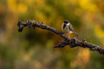 Coal Tit Perched on a Gnarled Branch © Agustin