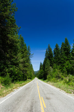 Empty Forest Road Under Blue Sky