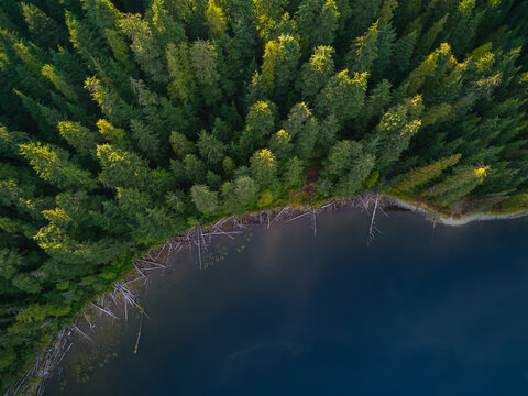 Evergreen Forest Meets Still Lake