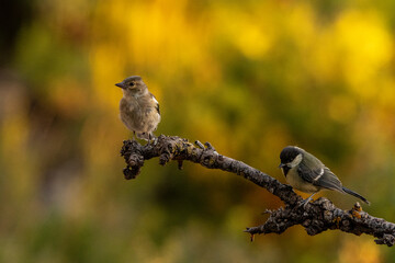 Coal Tit and Common Chaffinch Perched on a Branch © Agustin