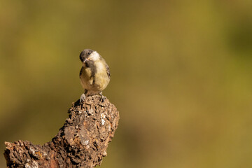 Young Great Tit Perched on a Tree Stump with Head Tilted © Agustin