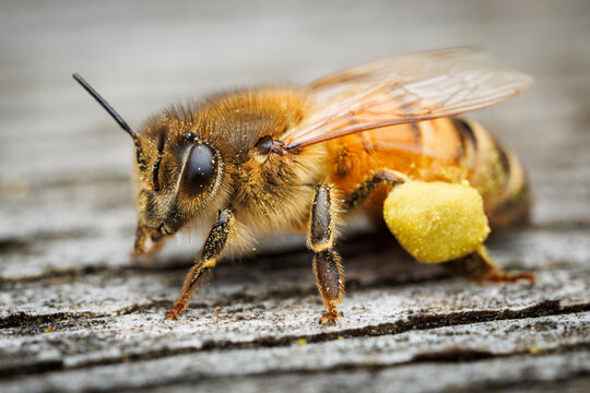 Pollen Baskets
