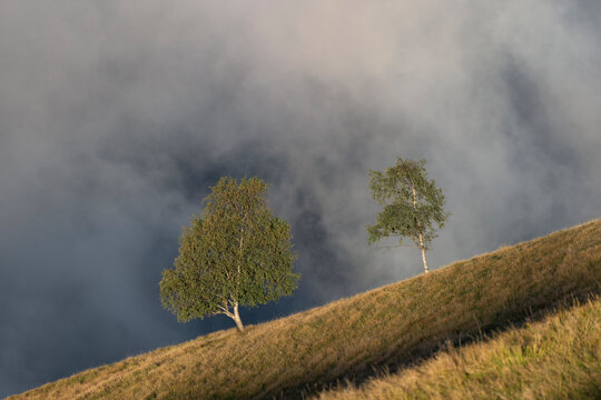 Two Lone Birch Trees on Foggy Hillside