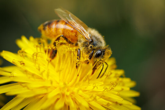 Honey Bee on Dandelion