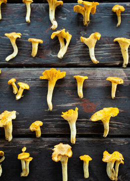 Fresh chanterelle mushrooms arranged on rustic wooden table