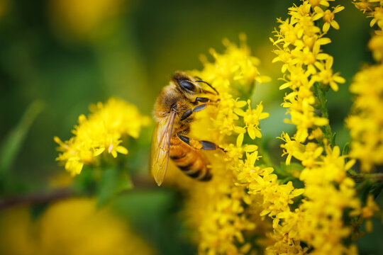 Honey Bee on Yellow Flowers