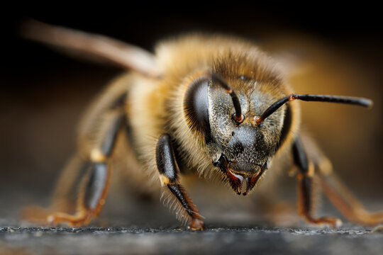 Bee Portrait