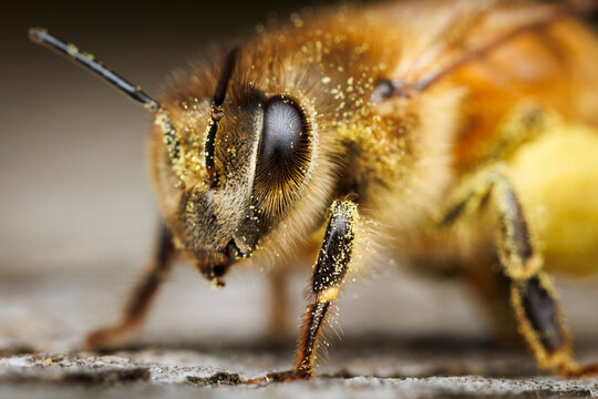 Pollen Covered Bee