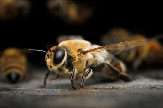 Drone Bee