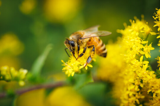 Honey Bee feeding on Yellow Flowers