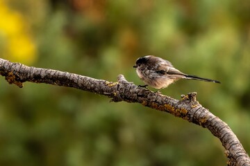 Long-Tailed Tit Perched on a Lichen-Covered Branch © Agustin