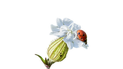 Red ladybug walking on a white silene flower bud with white background plant life wildflower blooming isolated close up wildlife environment botanical colorful creature freshness © Adiba