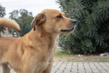 Horizontal profile portrait of a curious golden-brown mixed-breed dog standing alert outdoors on a paved pathway © Adrian Mena