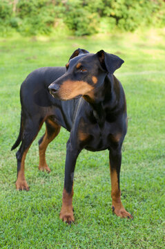 doberman dog female 8.7 years