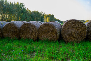 Rząd okrągłych beli siana i słomy leżących na zielonej trawie na tle lasu © FOTOWAWA