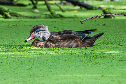 Juvenile male Wood Duck (Aix sponsa), Posing in a Green Algae Covered Pond