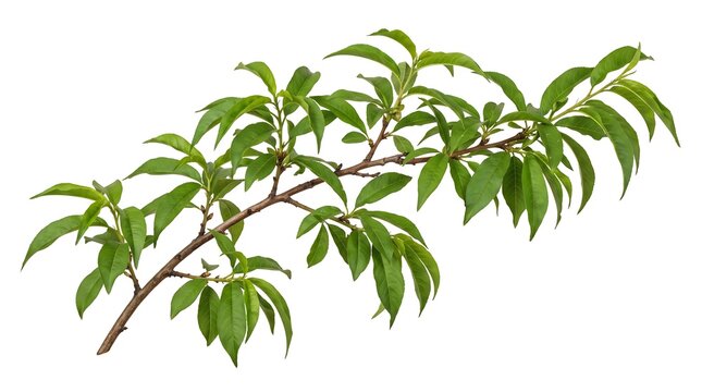 Peach tree branch with vibrant green lanceolate leaves isolated on white background