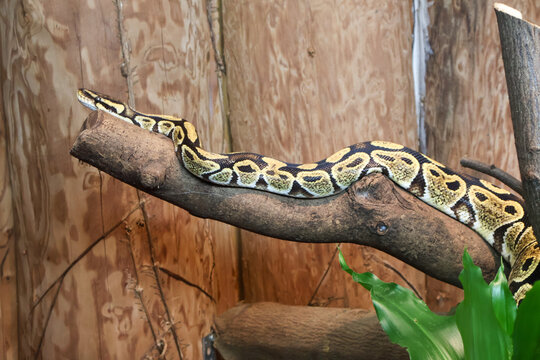 Royal ball python snake on a branch at Wuppertal Zoo in Germany. Captive exotic reptile pet, herpetology, and animal conservation concept. .