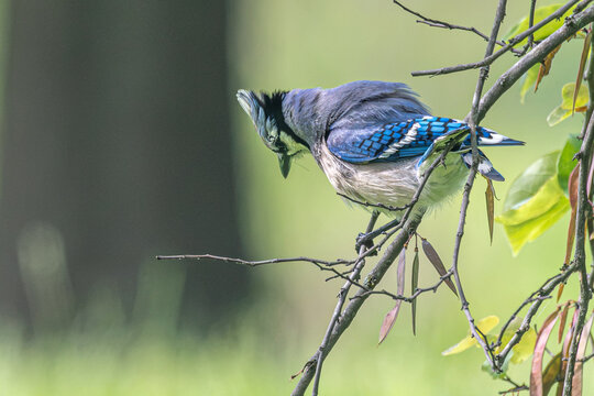 Blue jay looks towards the ground as it perches in a tree.