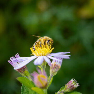 Bee collecting pollen on purple flower in a garden