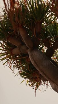 Close-up of crown of Canary Islands dragon tree or drago (Dracaena draco) against morning sky of Gran Canaria