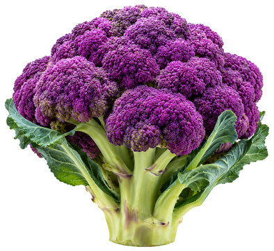 Close-up of fresh organic purple broccoli with green leaves