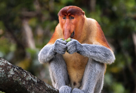 Proboscis monkey eating green fruit while sitting on tree branch