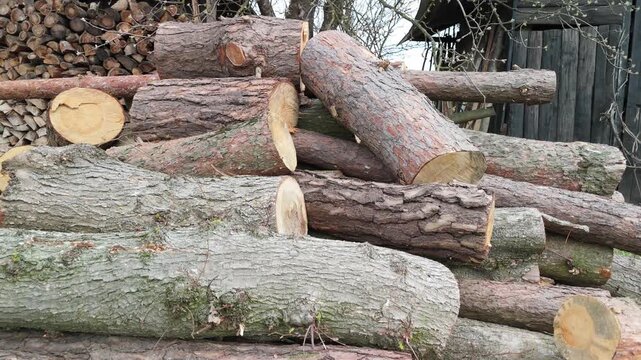 Pile of freshly cut tree trunks and logs stacked before neatly split firewood beside a wooden shed, rough bark, pale sawn ends in daylight, concept of forestry, wood fuel and winter heating