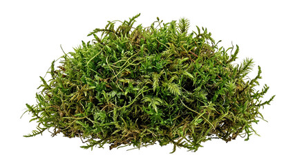 Lush green moss cluster isolated on white background © Ira