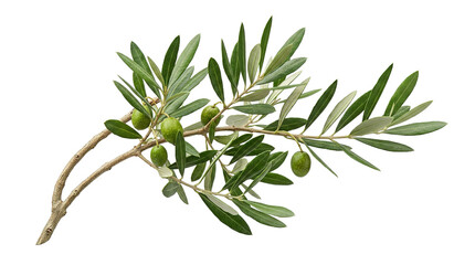 Fototapeta premium Olive branch with green olives and leaves on white background