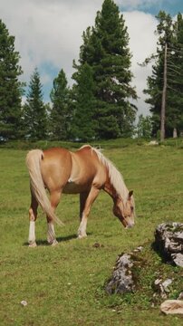 Scenic landscape view of horses pasturing on high mountain meadow near pine forest. Wide shot of Haflinger horses grazing on green alpine pasture in Dolomites, Italy.