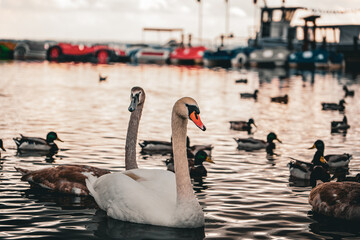 swans on the lake © Krystian