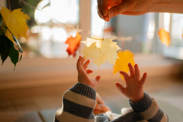 Fototapeta premium Baby boy reaching up with small hands, a parent holding a vibrant maple leaf overhead, exploring textures and bright autumn colors during early childhood development and discovery indoors