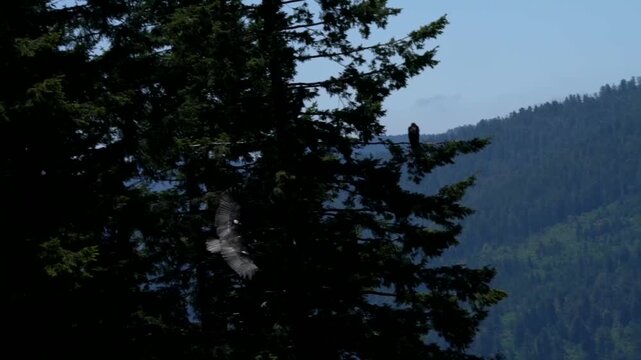 California Condor Banking Over Forested Mountain Ridge