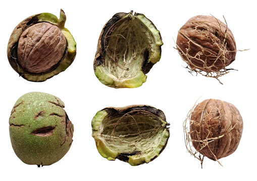 Set of ripe walnuts with empty green husks and fibrous shells isolated on transparent background, flat lay botanical collage